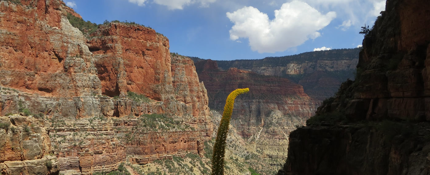 Hermit Trail | Corrina Peipon