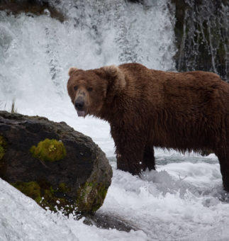 THOUGHT THE PEBBLE MINE FIGHT WAS OVER? THINK AGAIN Protecting Rivers