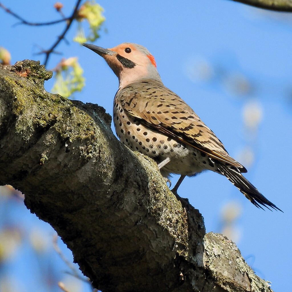Learning the Birds (Texas)