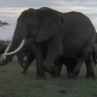 NOVA: Elephants