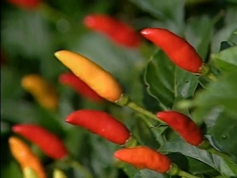 thumbnail of Miss Lucy's Classic Cajun Culture and Cooking; Tabasco