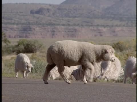 ¡Colores!; 402; Tony Hillerman: The Art of the Mystery; Sheep, Man ...