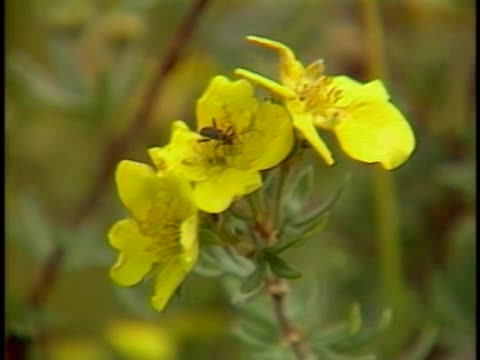 thumbnail of Illustrated Daily; 3073; The Wilderness Controversy