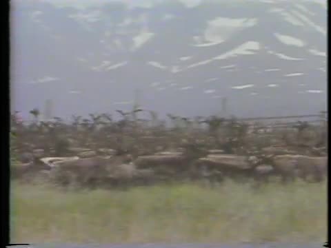 thumbnail of Homegrown