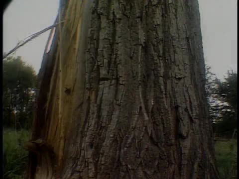thumbnail of The Picture Show; Cuts 25-38