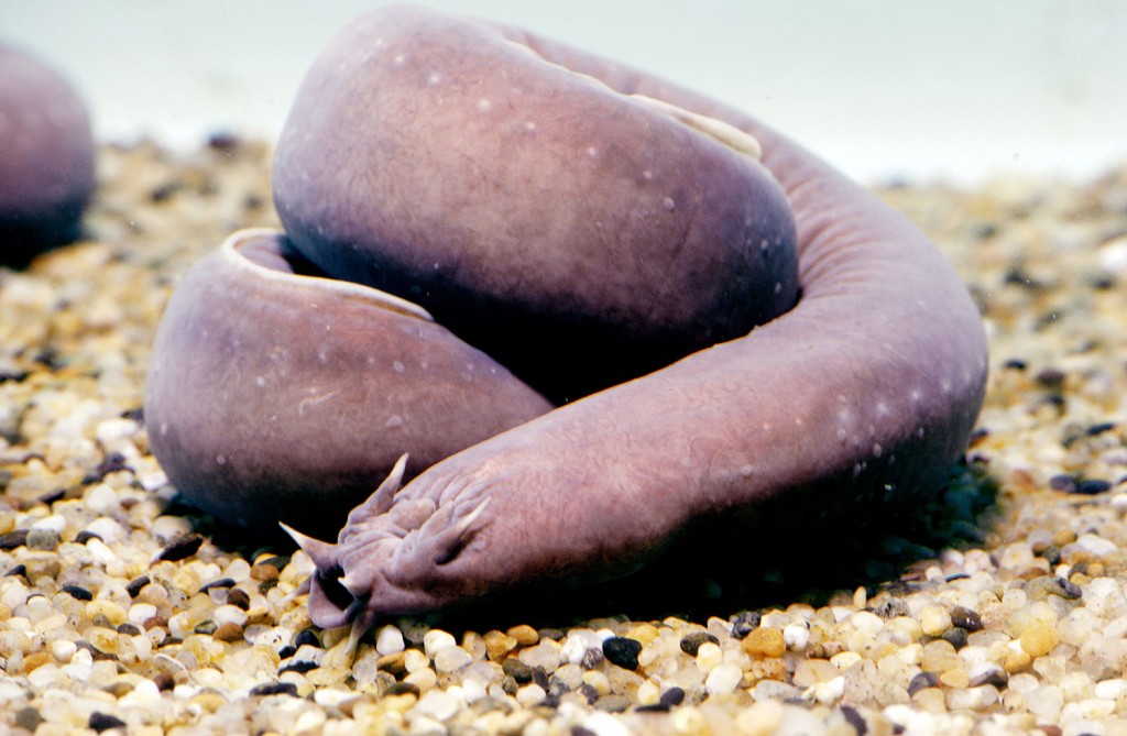 10 Exotic Land and Sea Animals You Won't Believe Exist