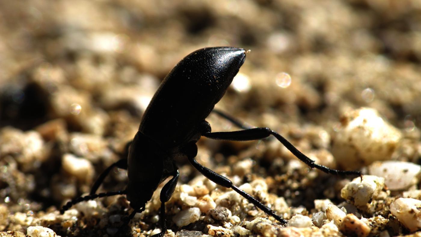 What Are the Similarities Between Annelids and Arthropods What Are the Similarities Between Annelids and Arthropods