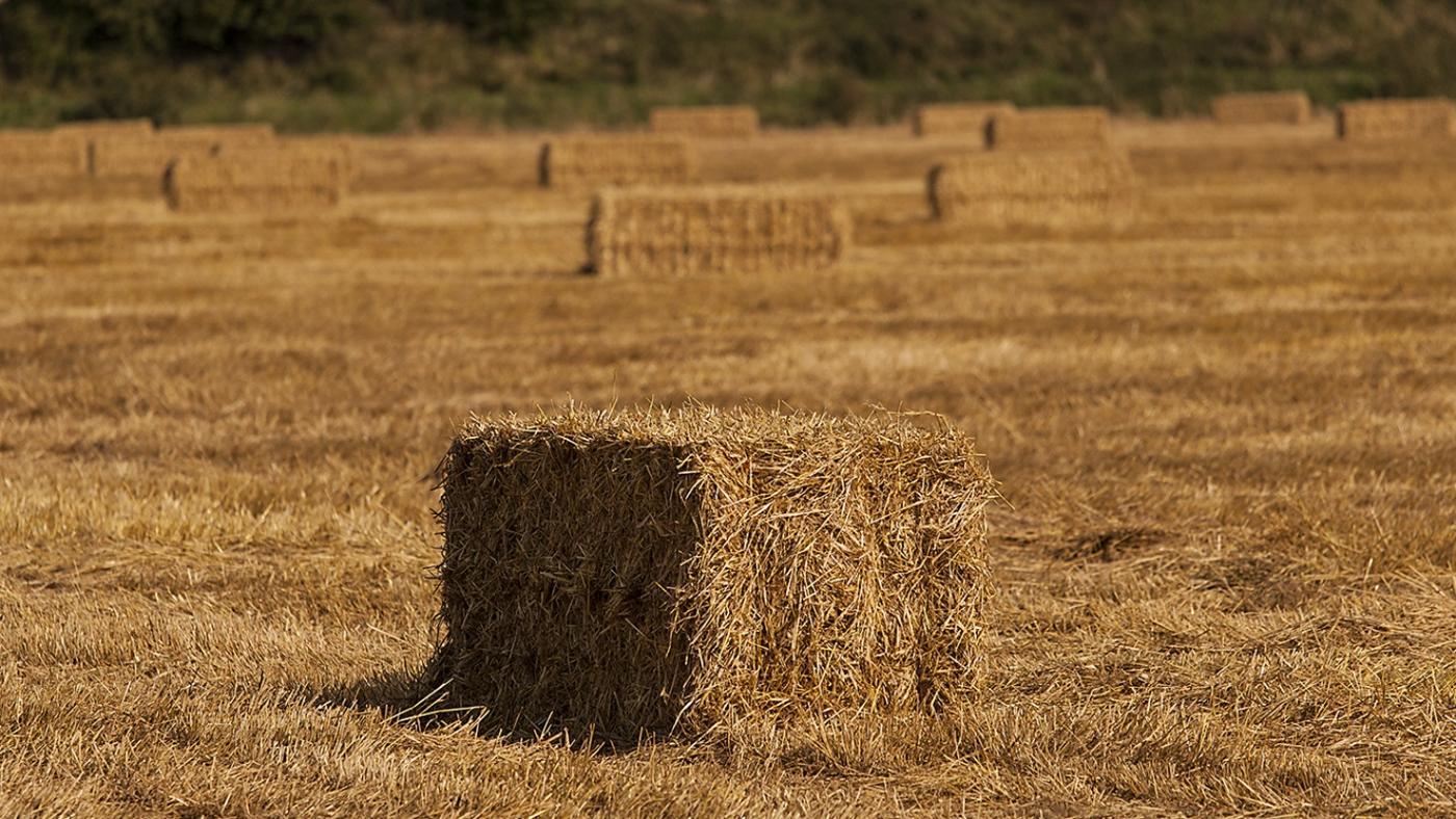 сено в квадратных тюках. сено тюкованное / 1 тюк = 20 кг. сено люцерны в тюках. сено в тюках. тюк сена.
