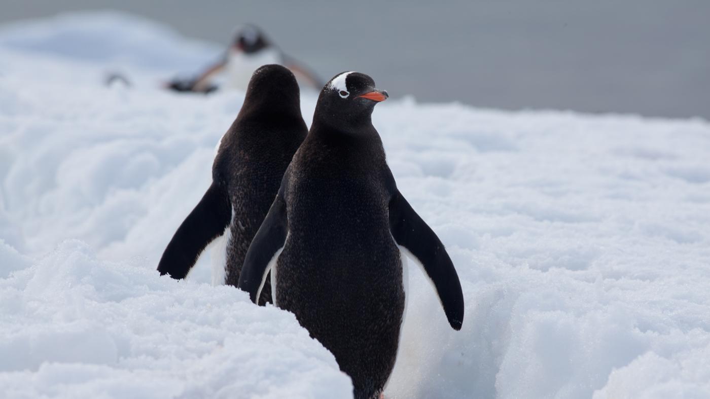 What Are the Predators of Penguins? | Reference.com