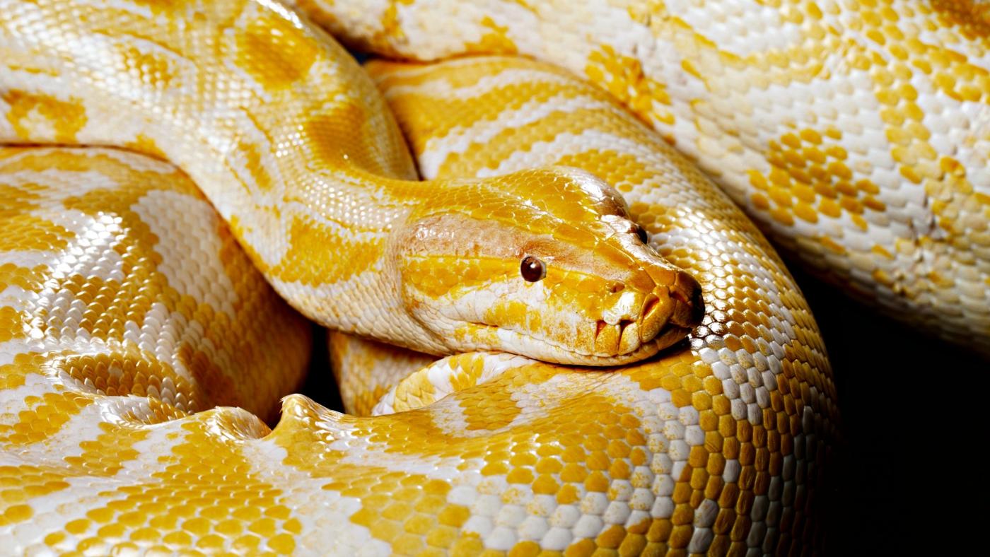 What Do Small Lizards Eat?