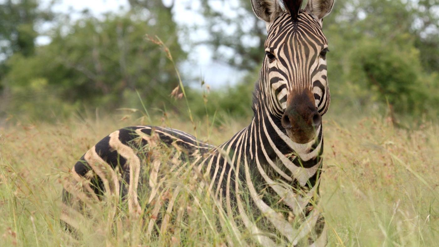 What Do Wild Rabbits Eat?