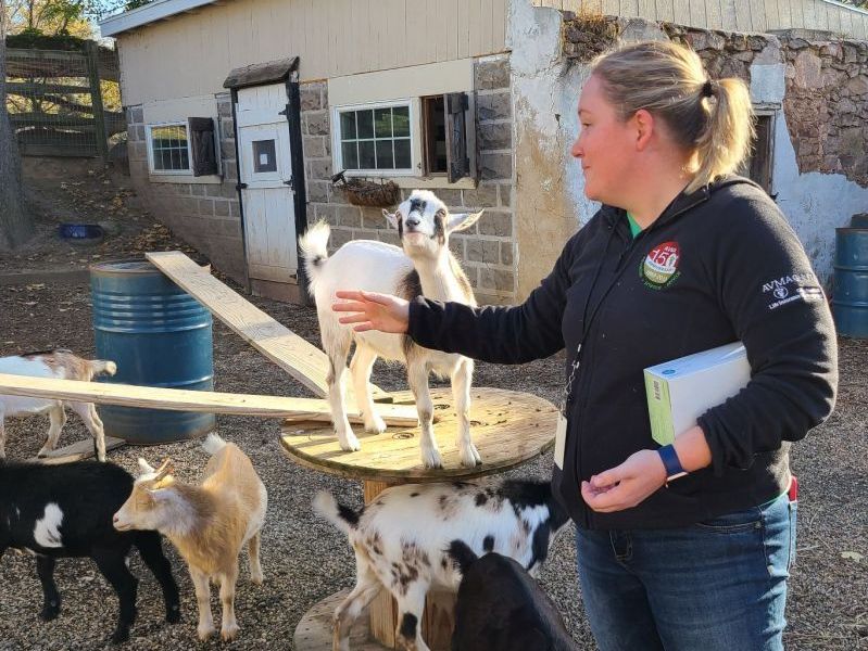 SPHV standing in a fenced yard with goats