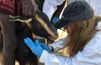 SPHV collecting a blood specimen from the neck of a goat