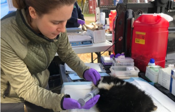 PHV giving an injection to a sedated wild skunk