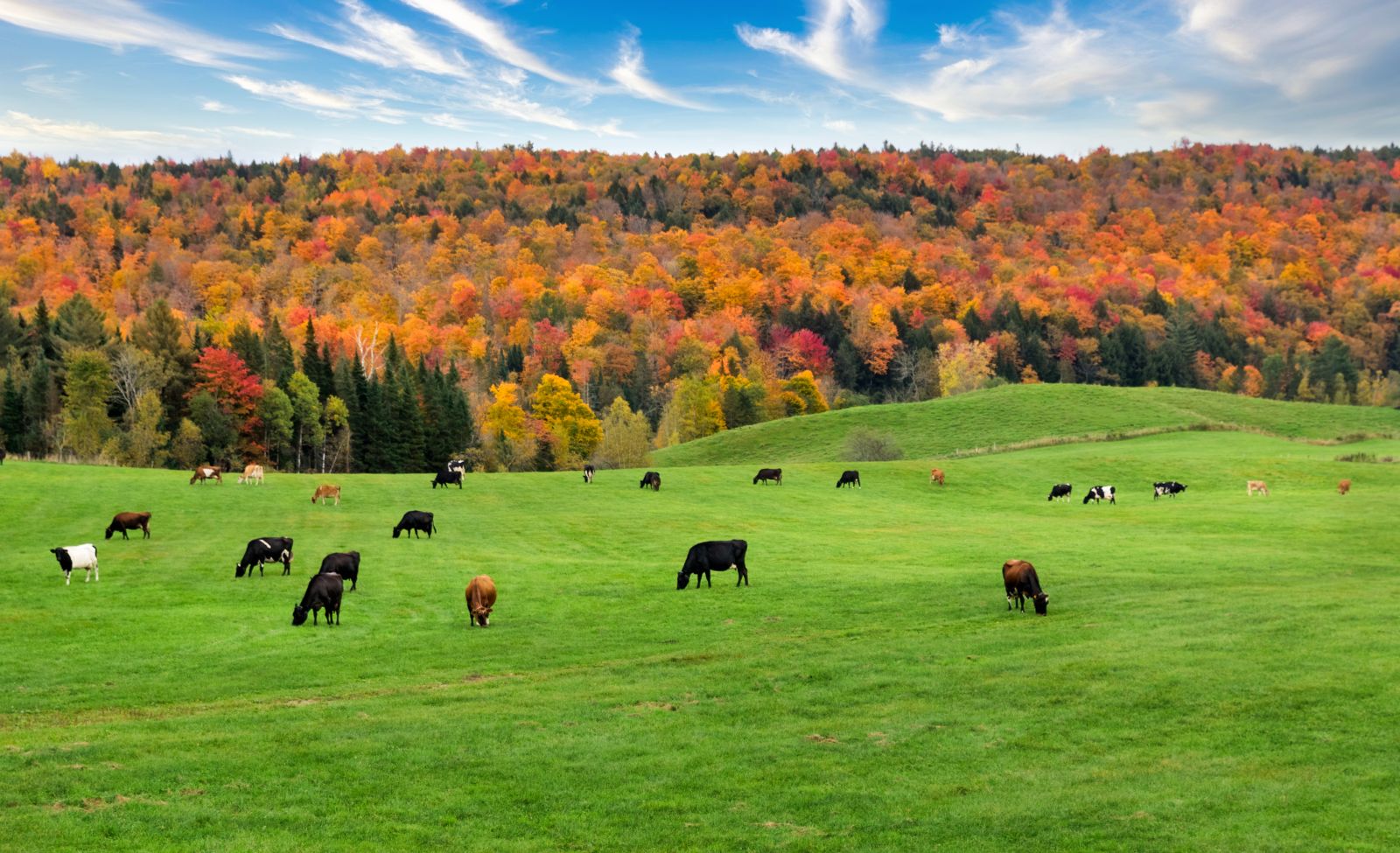Cows grazing in a pastoral field with fall foliage in the background, representing One Health collaboration between human and animal medicine