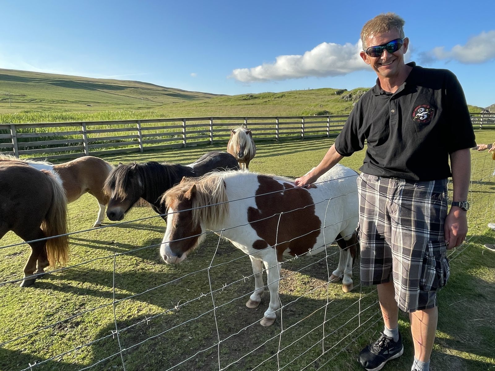 SPHV standing near a fenced pasture with miniature horses