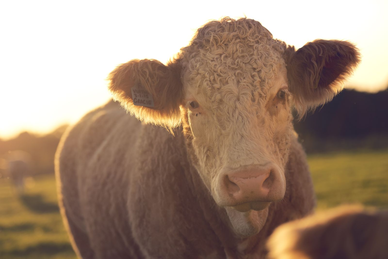 [Describe the photo here]