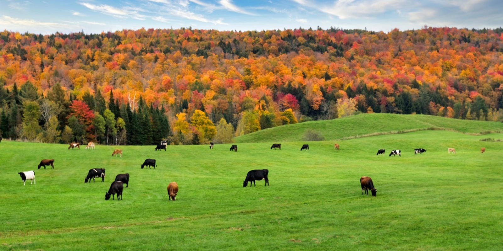 Cows grazing in a pastoral field with fall foliage in the background