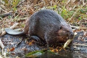 A North American beaver with a chewed stick in its mouth entering the water