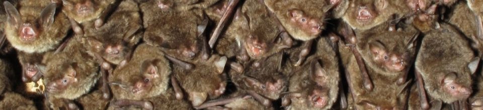 Bats roosting in a cave