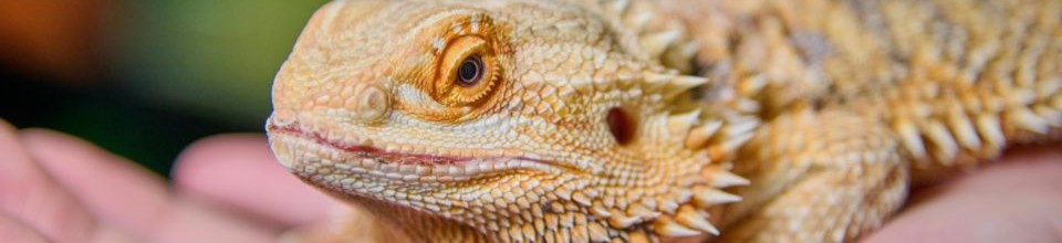Bearded dragon resting on a person's hand
