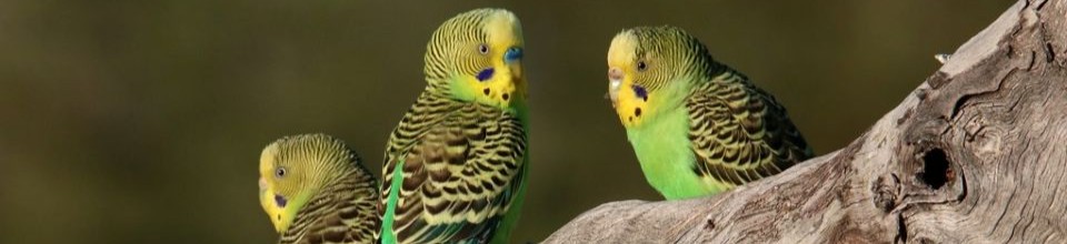 Three yellow and green budgerigar birds sitting on a branch