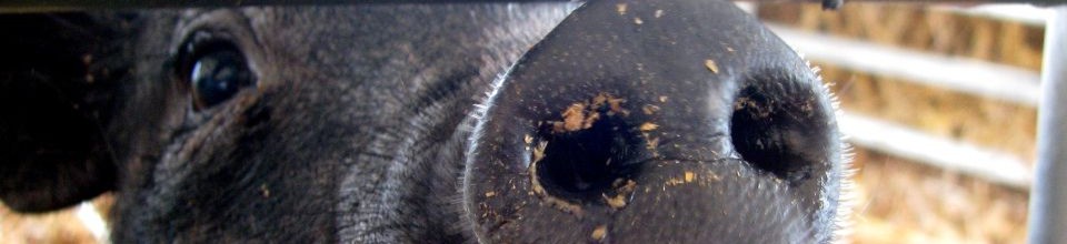 The snout of a pig in an enclosure at an agricultural exhibition
