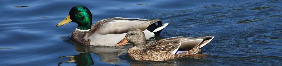 Male and female mallard duck swimming in gently rippling water on a sunny day