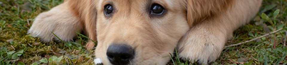 Puppy with head on paws looking up at camera