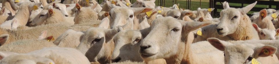 Flock of sheep moving together