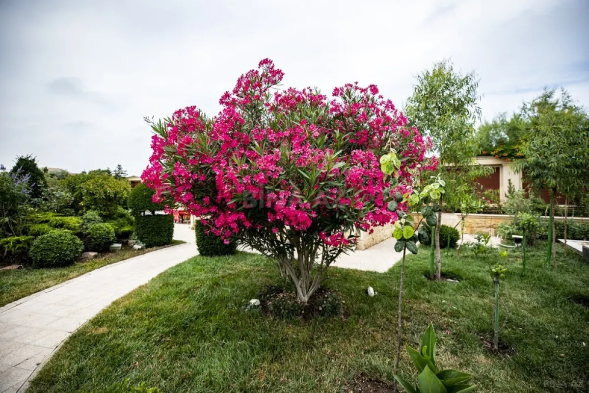 Satılır həyət evi 1000 m²