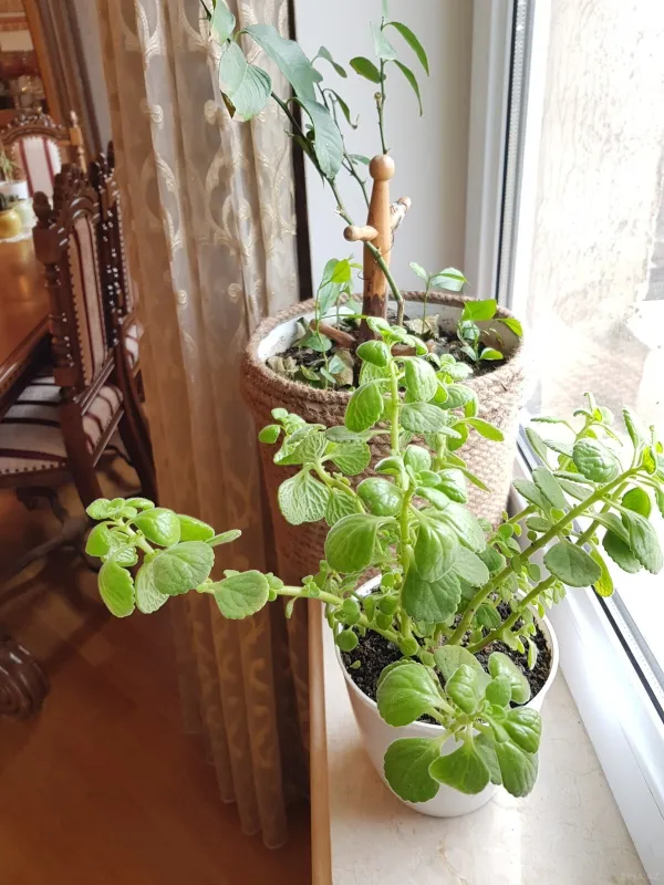 Satılır 4 otaqlı mənzil 206 m²