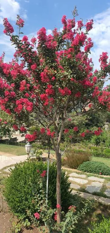 Satılır 10 otaqlı həyət evi 700 m²