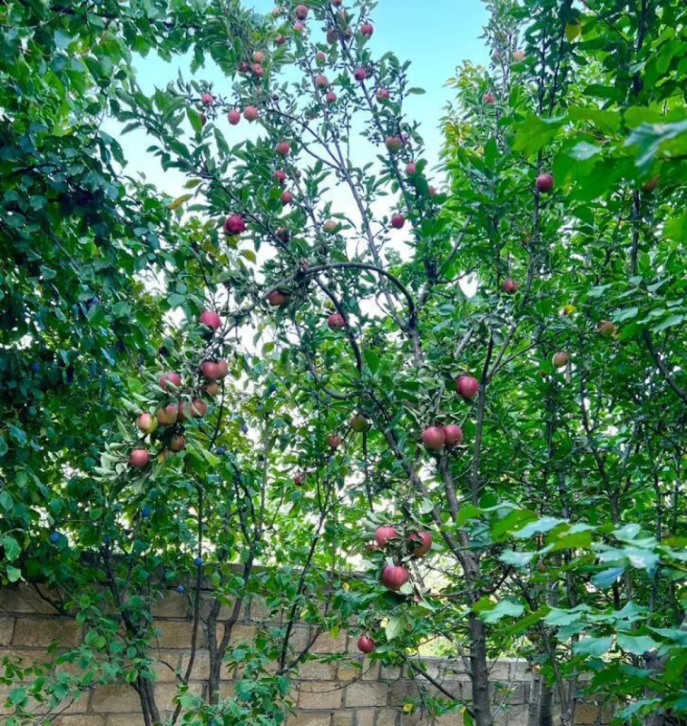 Satılır 4 otaqlı həyət evi 300 m²