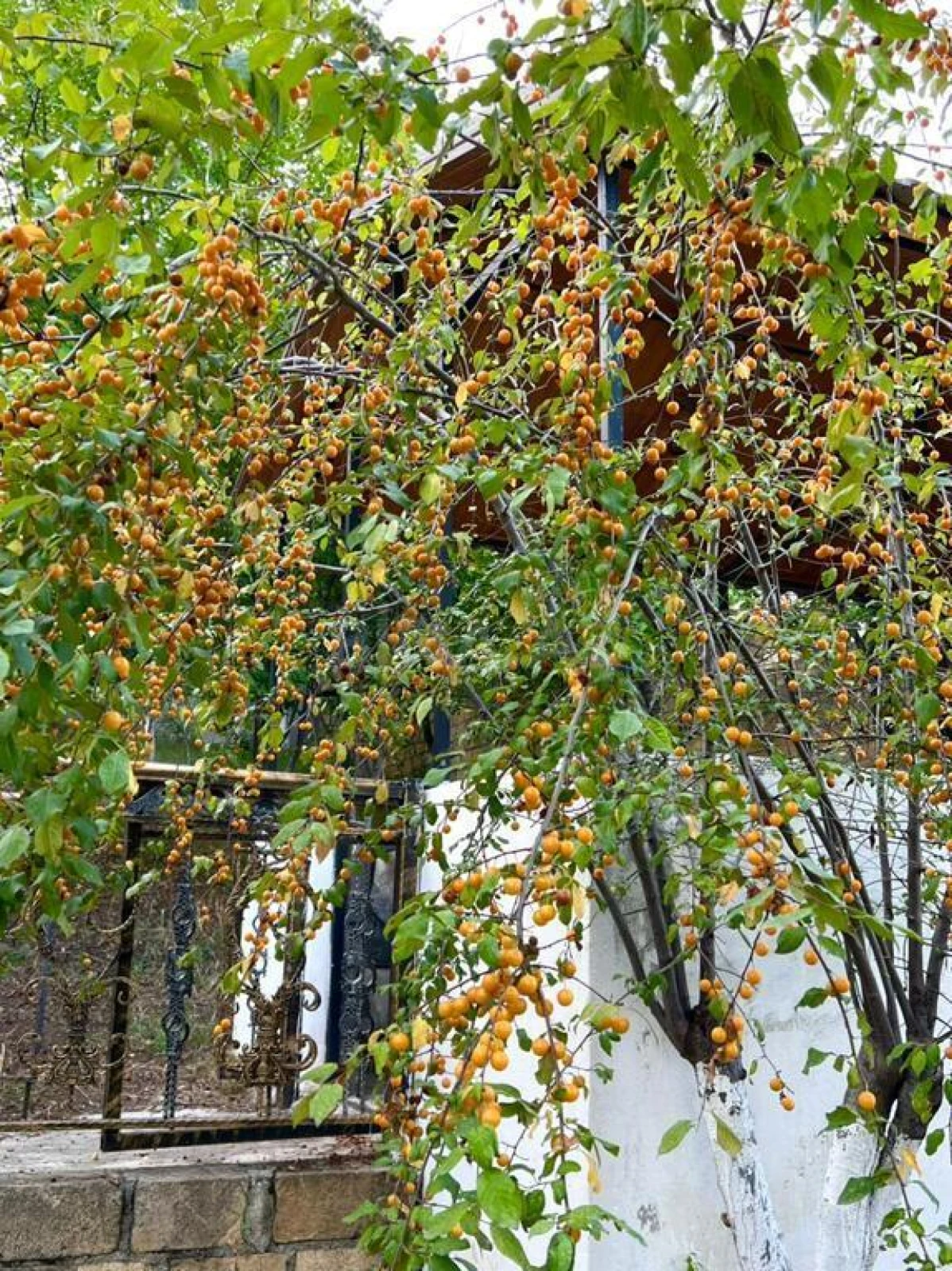 Satılır 4 otaqlı həyət evi 300 m²