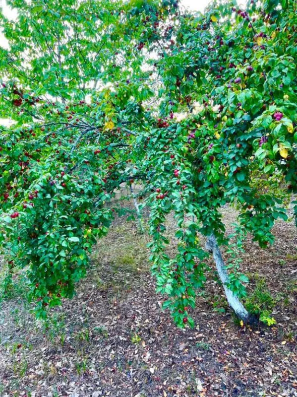 Satılır 4 otaqlı həyət evi 300 m²