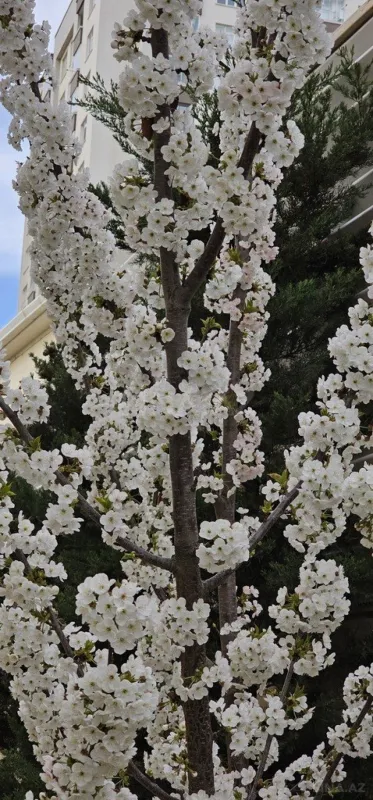 Satılır 6 otaqlı həyət evi 400 m²