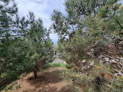 Satılır həyət evi 450 m²