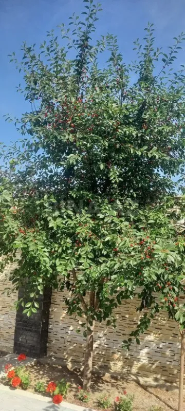 Satılır 5 otaqlı həyət evi 230 m²