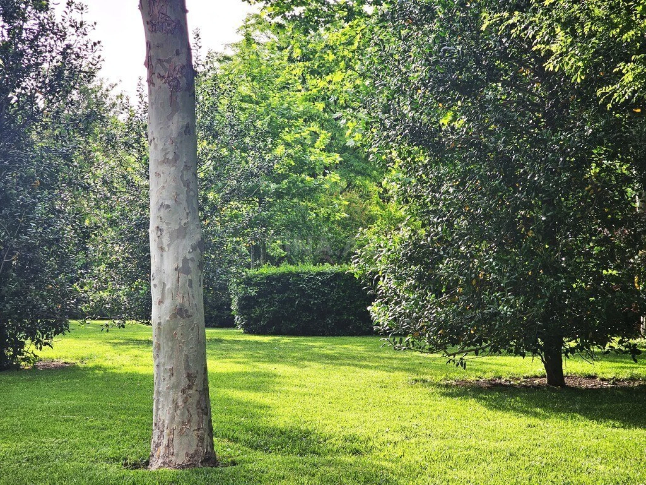 Satılır torpaq sahəsi 175 m²