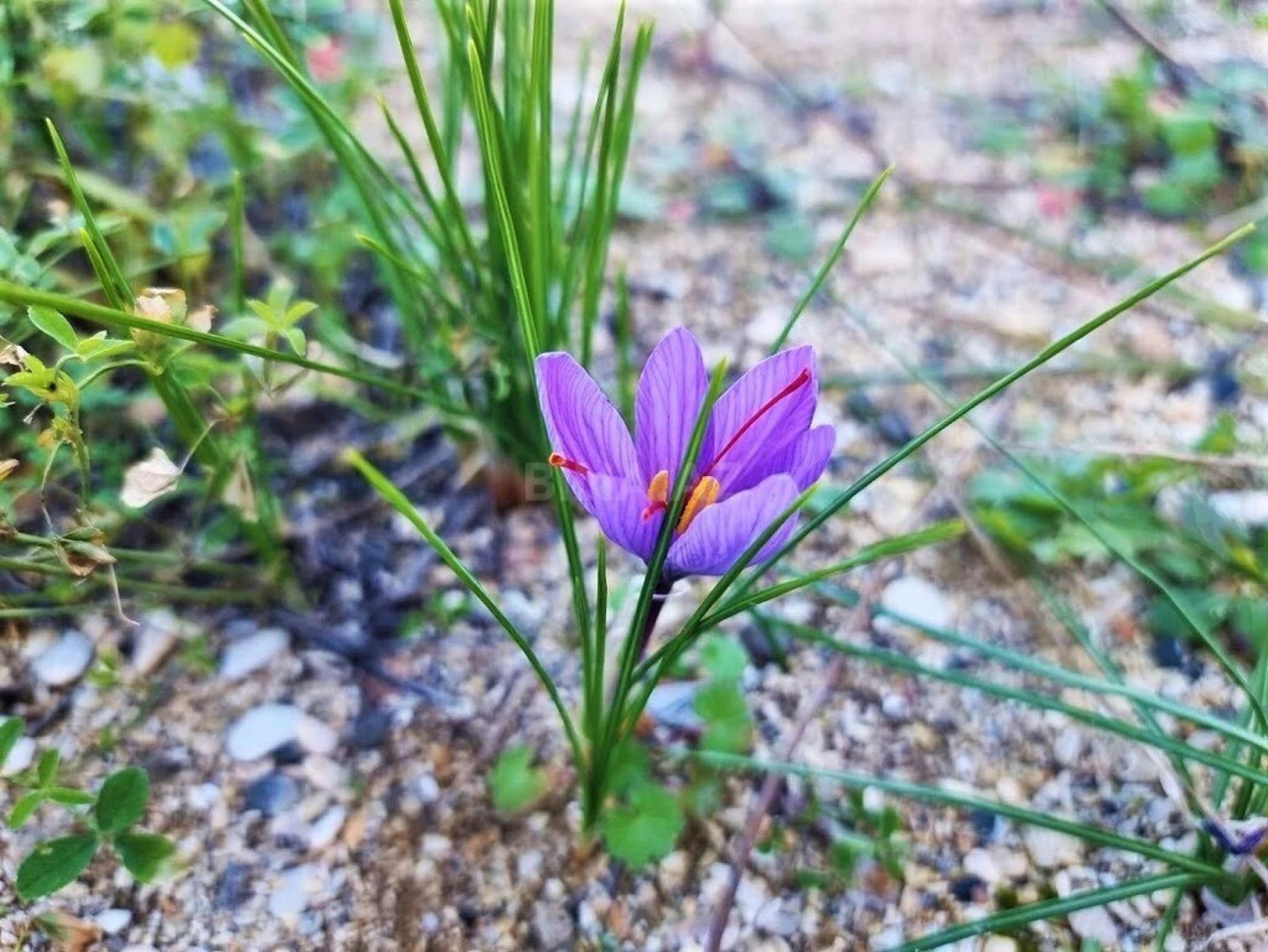 Satılır torpaq sahəsi 175 m²