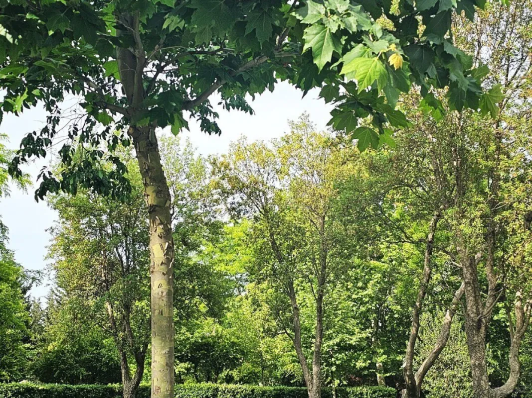 Satılır torpaq sahəsi 175 m²