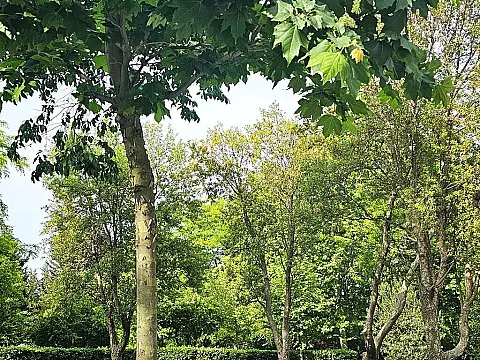 Satılır torpaq sahəsi 175 m²