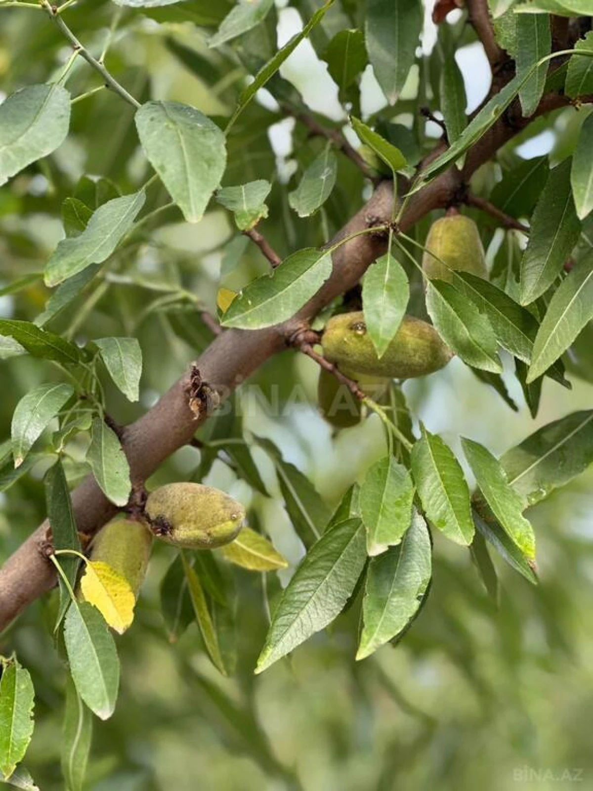 Satılır obyekt 800 m²