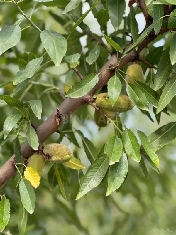 Satılır obyekt 800 m²