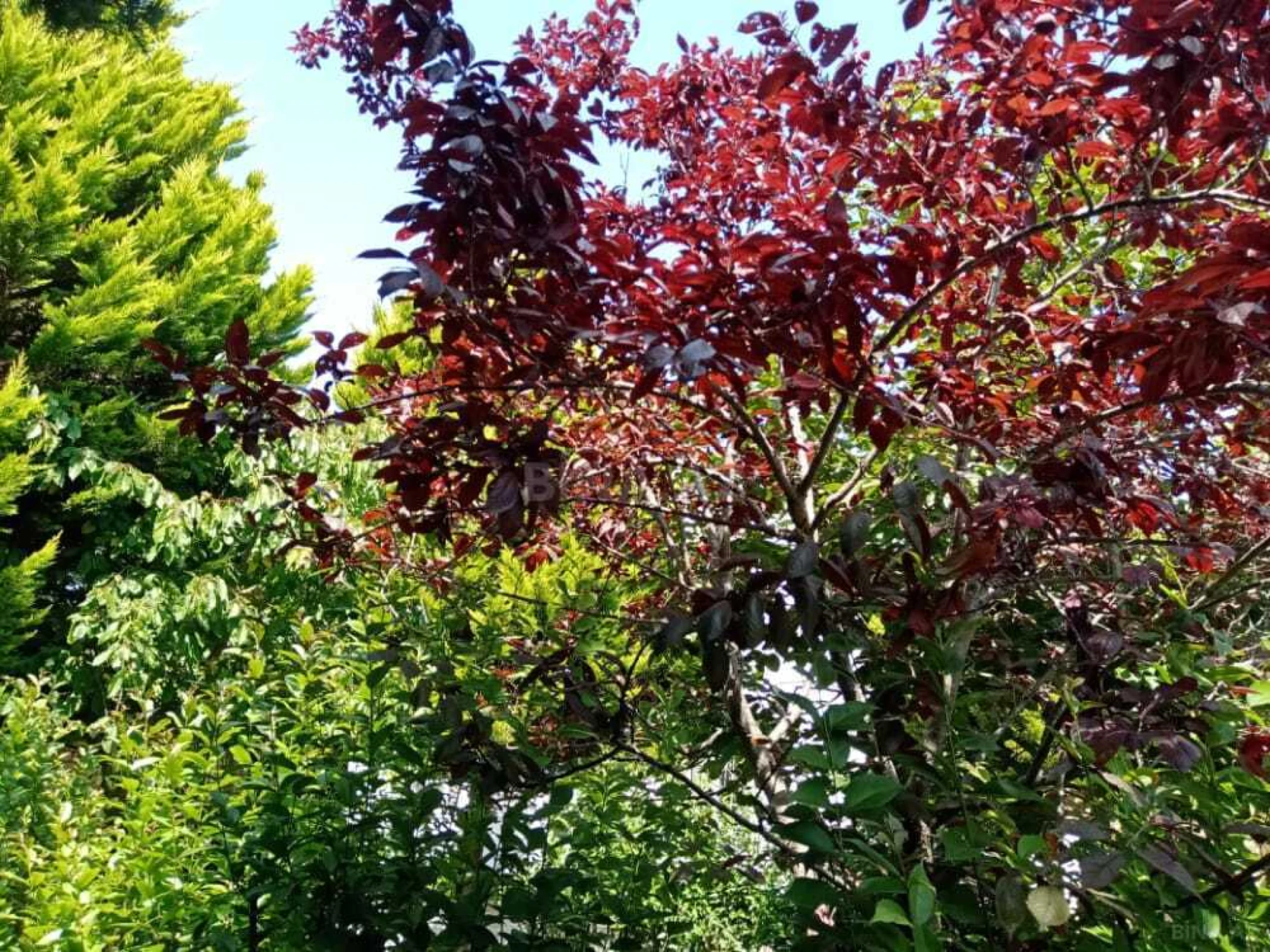 Satılır 7 otaqlı həyət evi 232 m²