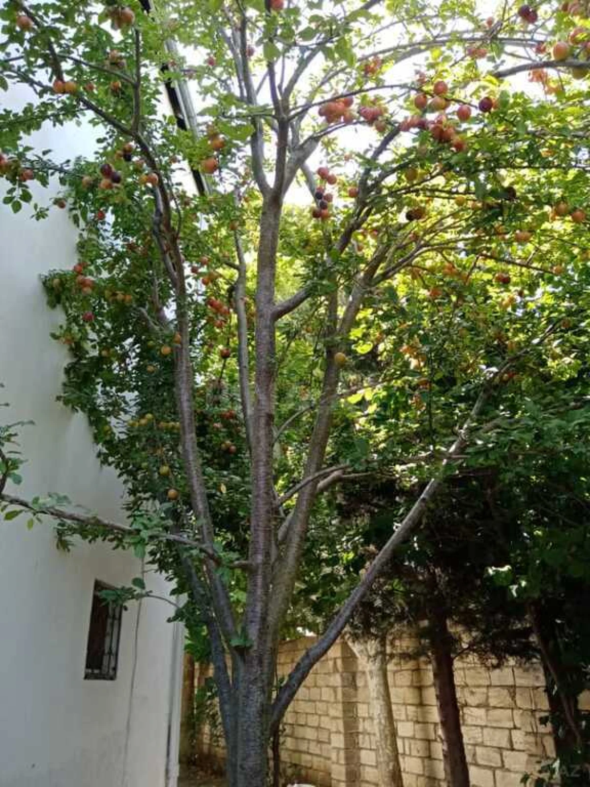 Satılır 7 otaqlı həyət evi 232 m²