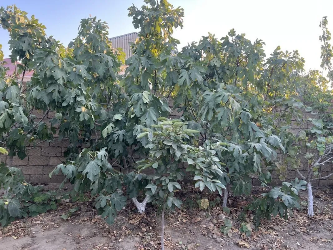 Satılır həyət evi 200 m²