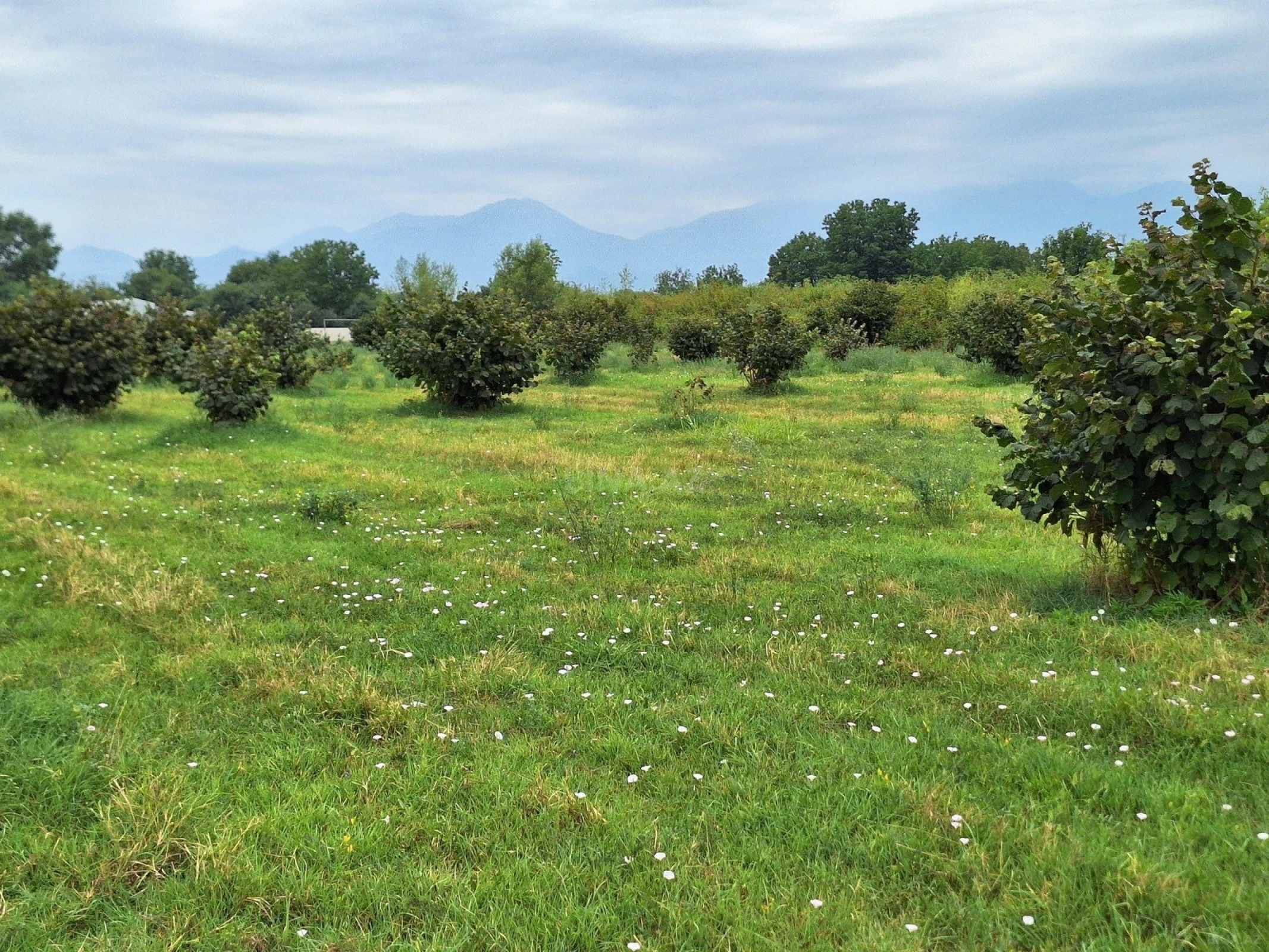 Satılır torpaq sahəsi 100 m²