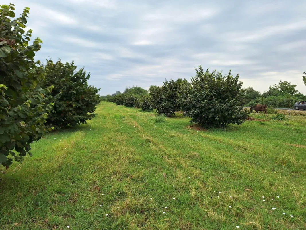 Satılır torpaq sahəsi 100 m²